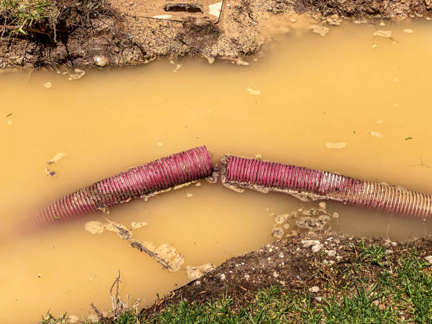 Best Local water damage restoration  in Blue Mountain, MS